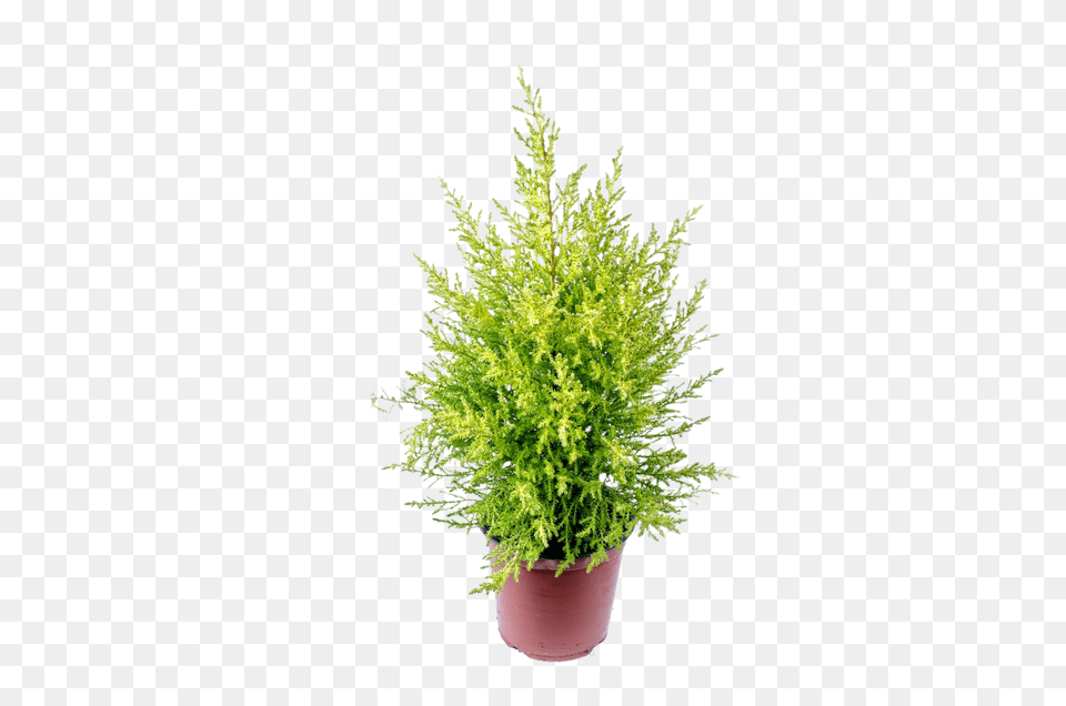 Alone Clip, Conifer, Plant, Tree, Moss Free Png