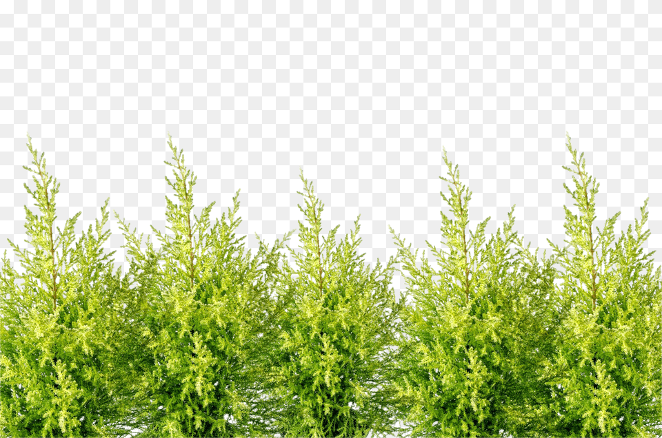Alone Clip, Conifer, Grass, Moss, Plant Free Png Download