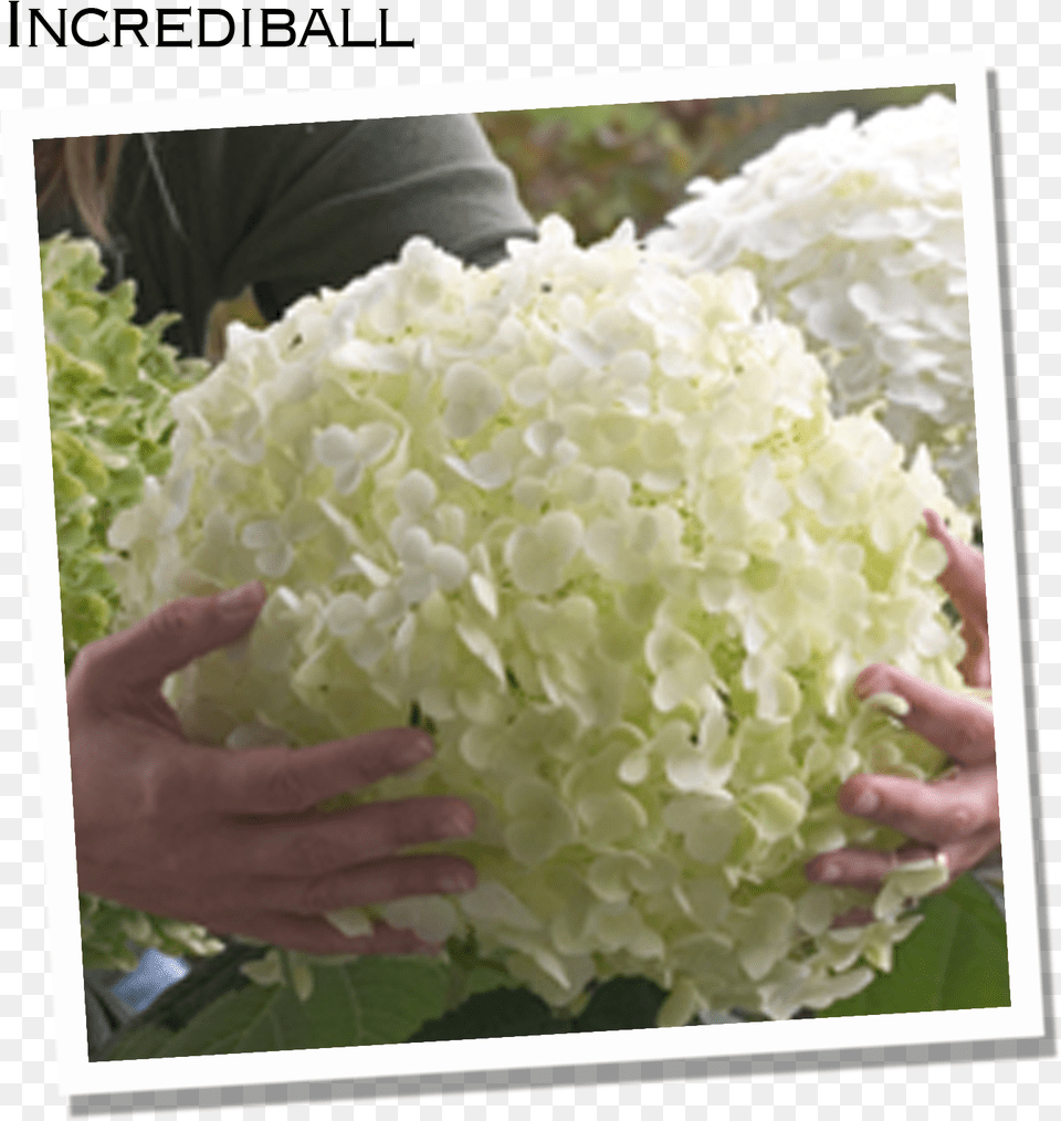 Along The Same Lines As Incrediball Is Another Annabelle Hydrangea 3939incrediball3939 In Size, Graphics, Art, Floral Design, Pattern Png