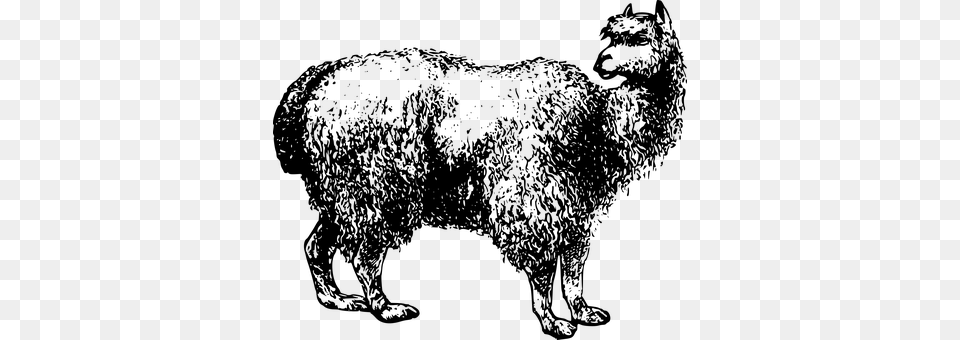 Alpaca Gray Png Image
