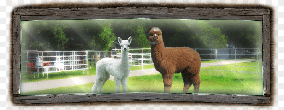 Alpaca, Animal, Llama, Mammal, Livestock Free Png Download