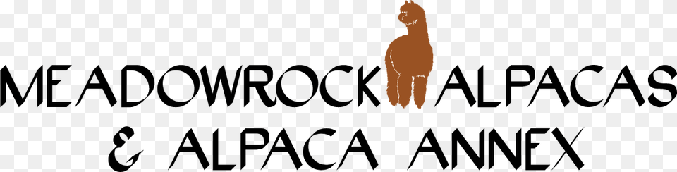 Alpaca, Text, Person Free Png Download