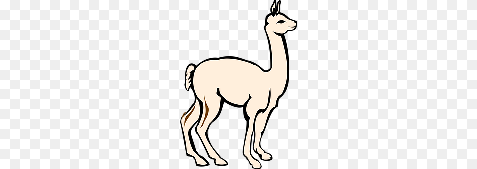 Alpaca Animal, Mammal, Kangaroo, Llama Png Image