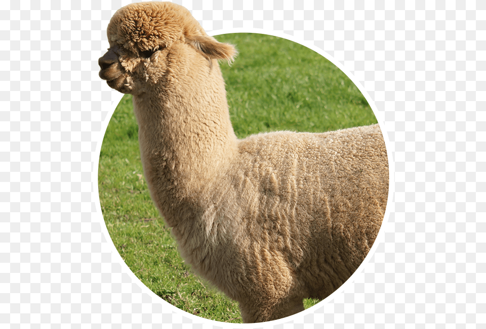 Alpaca, Animal, Mammal, Llama, Livestock Png