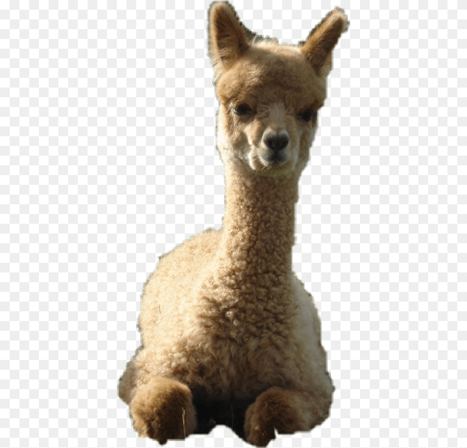 Alpaca, Animal, Bear, Mammal, Wildlife Free Png