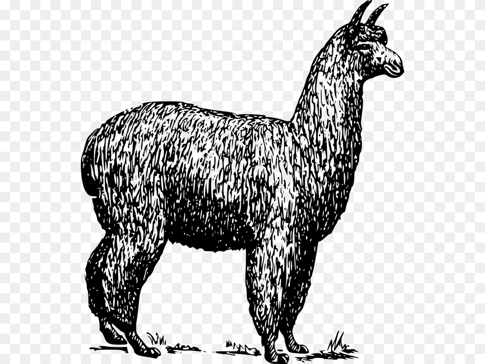 Alpaca, Gray Free Transparent Png