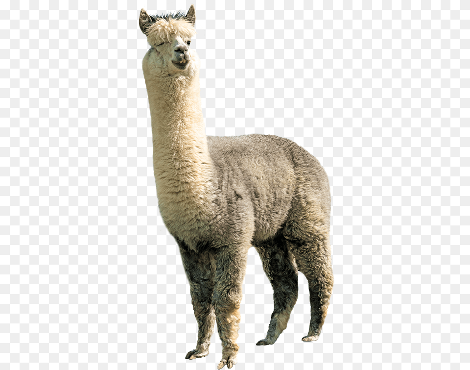 Alpaca, Animal, Llama, Mammal, Livestock Free Png