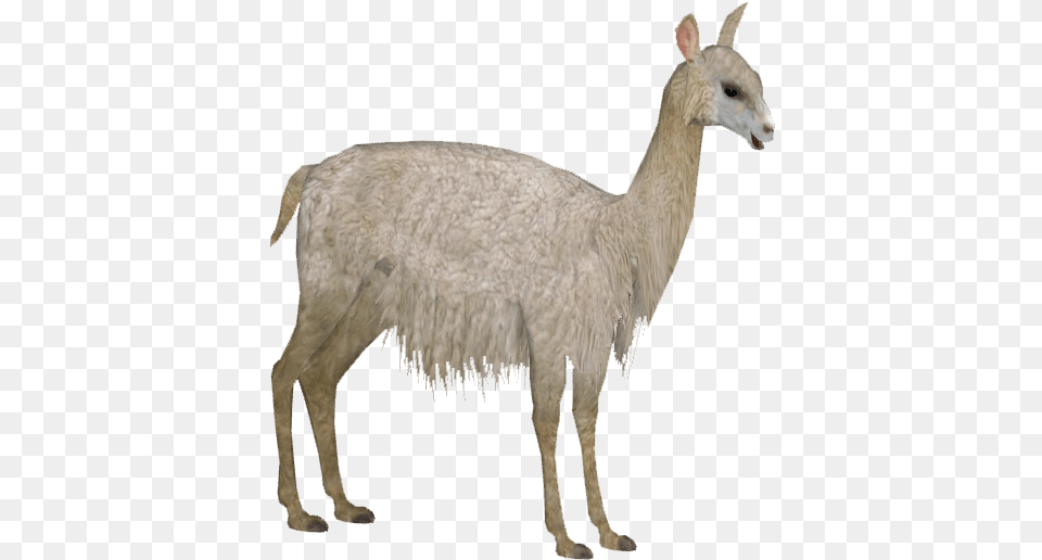 Alpaca Animal Figure, Mammal, Antelope, Wildlife, Llama Png
