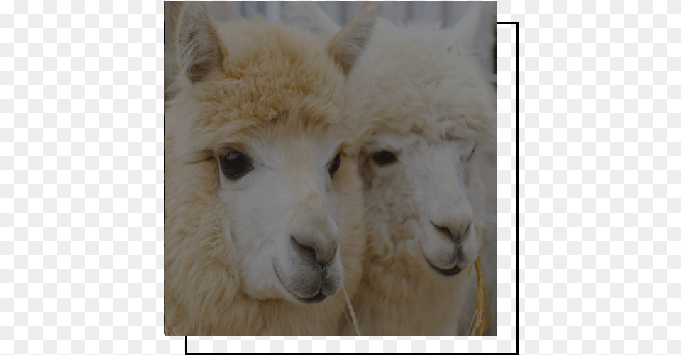 Alpaca Are Native To The High Andes Mountains Of South Poster Tabler39s Two Fluffy Alpacas, Animal, Mammal, Llama, Livestock Png