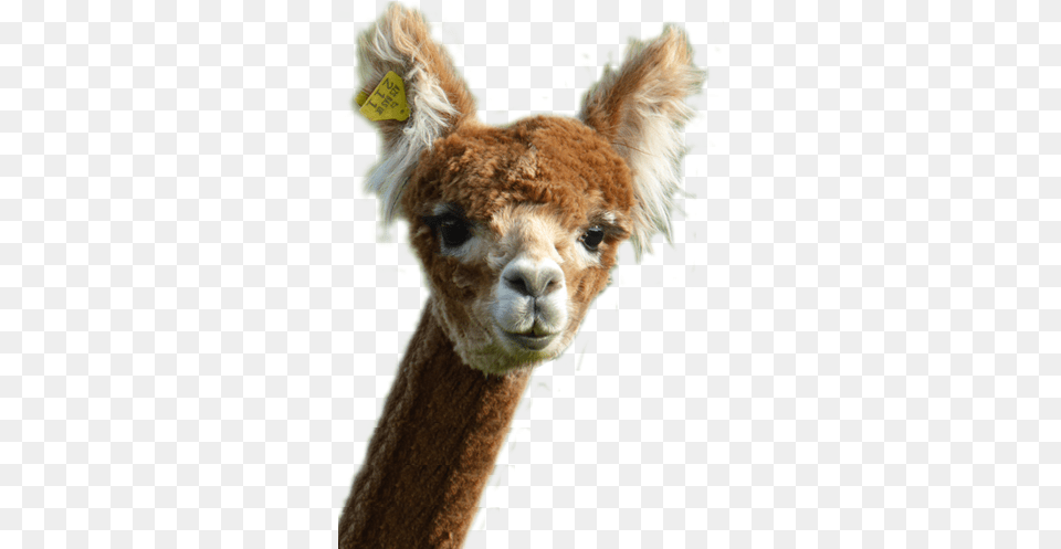 Alpaca Barn Fresh, Animal, Mammal, Llama, Giraffe Free Png Download
