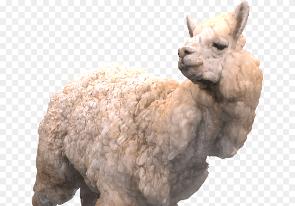 Alpaca Camel, Animal, Mammal, Livestock, Sheep Free Transparent Png