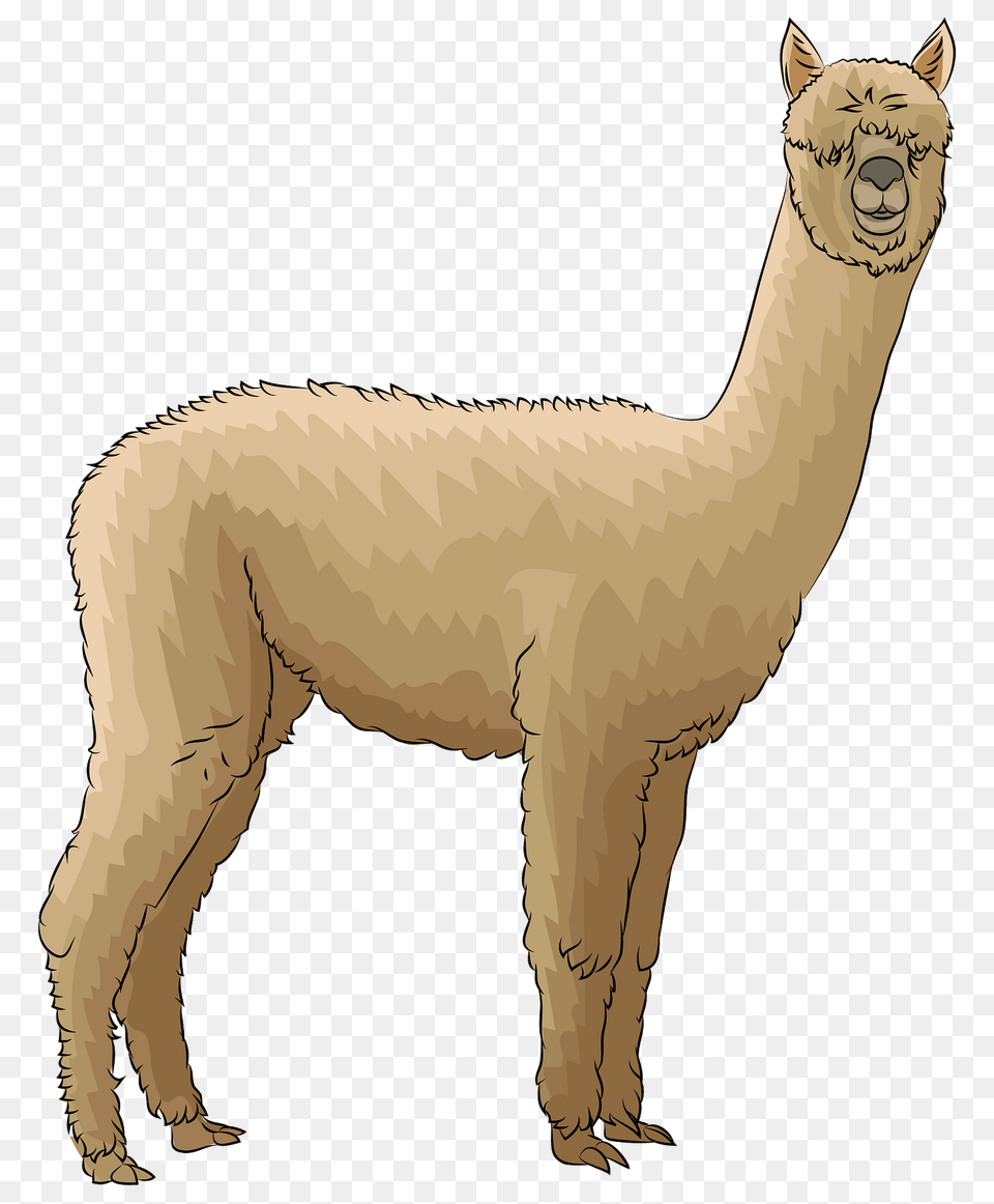 Alpaca Clipart, Animal, Llama, Mammal, Kangaroo Png