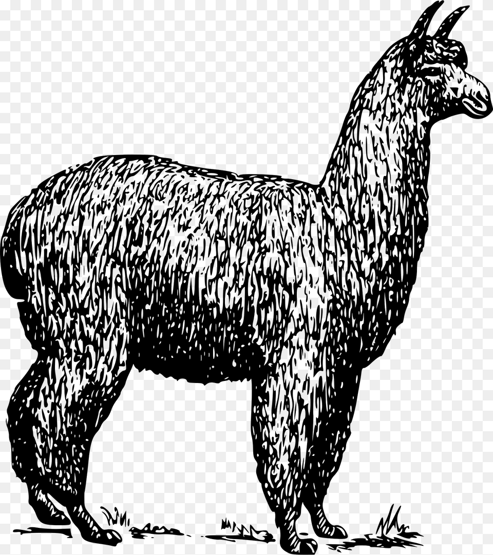 Alpaca Clipart, Animal, Mammal, Livestock, Sheep Png