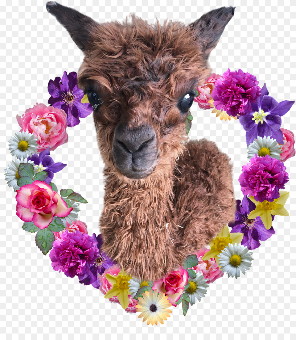 Alpaca Farm Daily Chores U2013 Wisteria Suri Ranch Fathers Day Flower Png