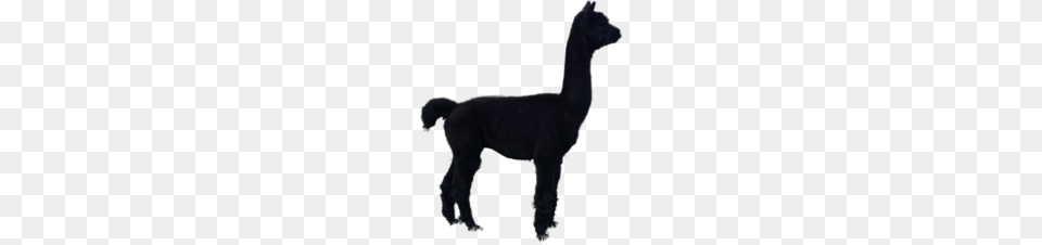 Alpaca Gallery Of Alpacas Cria Black Stud Alpacas, Animal, Llama, Mammal, Canine Free Png