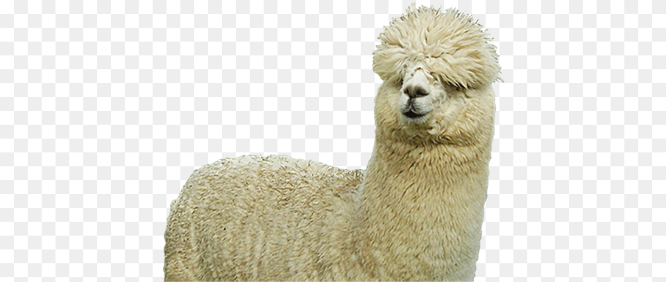 Alpaca Hd Alpaca, Animal, Llama, Mammal Png