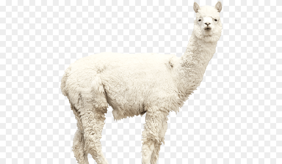 Alpaca Jaque Llama, Animal, Mammal, Livestock, Sheep Png