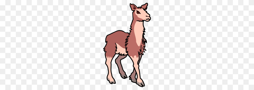 Alpaca Llama Guanaco Wool Camelids, Animal, Mammal, Adult, Female Free Png Download