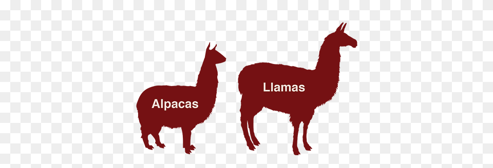 Alpaca That For You Easley Trans Blog, Maroon, Logo, Text, First Aid Png Image
