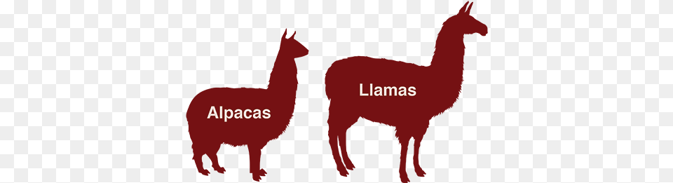 Alpaca V Llama Llama Silhouette, Animal, Mammal Png Image