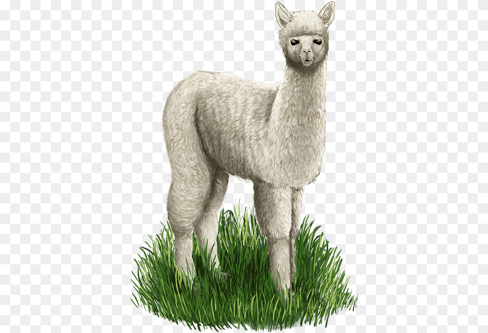 Alpaca Web Llama, Animal, Mammal, Lion, Wildlife Free Png Download