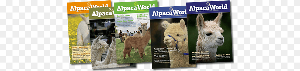 Alpaca World Magazine, Animal, Llama, Mammal, Person Free Png