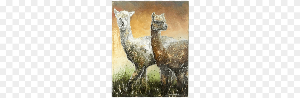 Alpacas Llama, Animal, Mammal Free Transparent Png