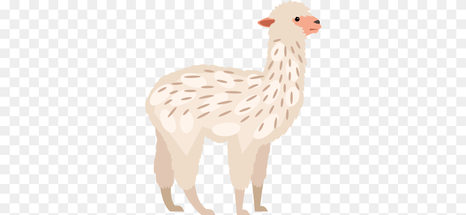 Alpacas Smithills Open Farm Animal Figure, Bear, Mammal, Wildlife, Llama Free Png Download