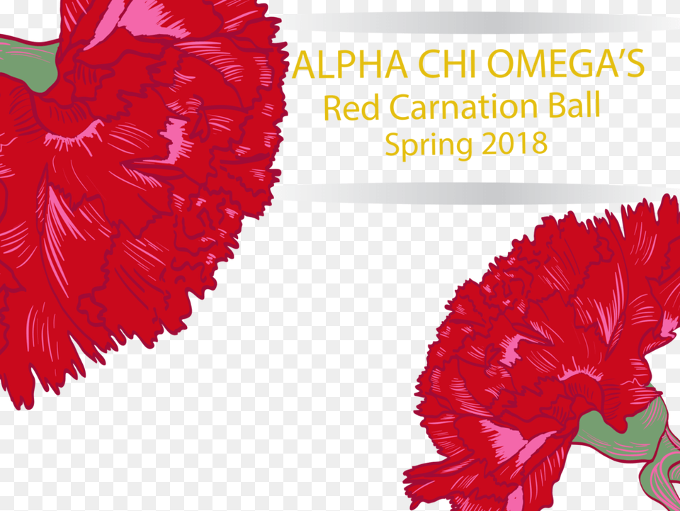 Alpha Chi Omega Kit Gay, Carnation, Flower, Plant, Rose Free Png Download
