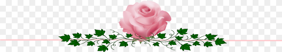 Alpha Kappa Alpha Tea Rose, Flower, Plant, Leaf, Tree Free Transparent Png