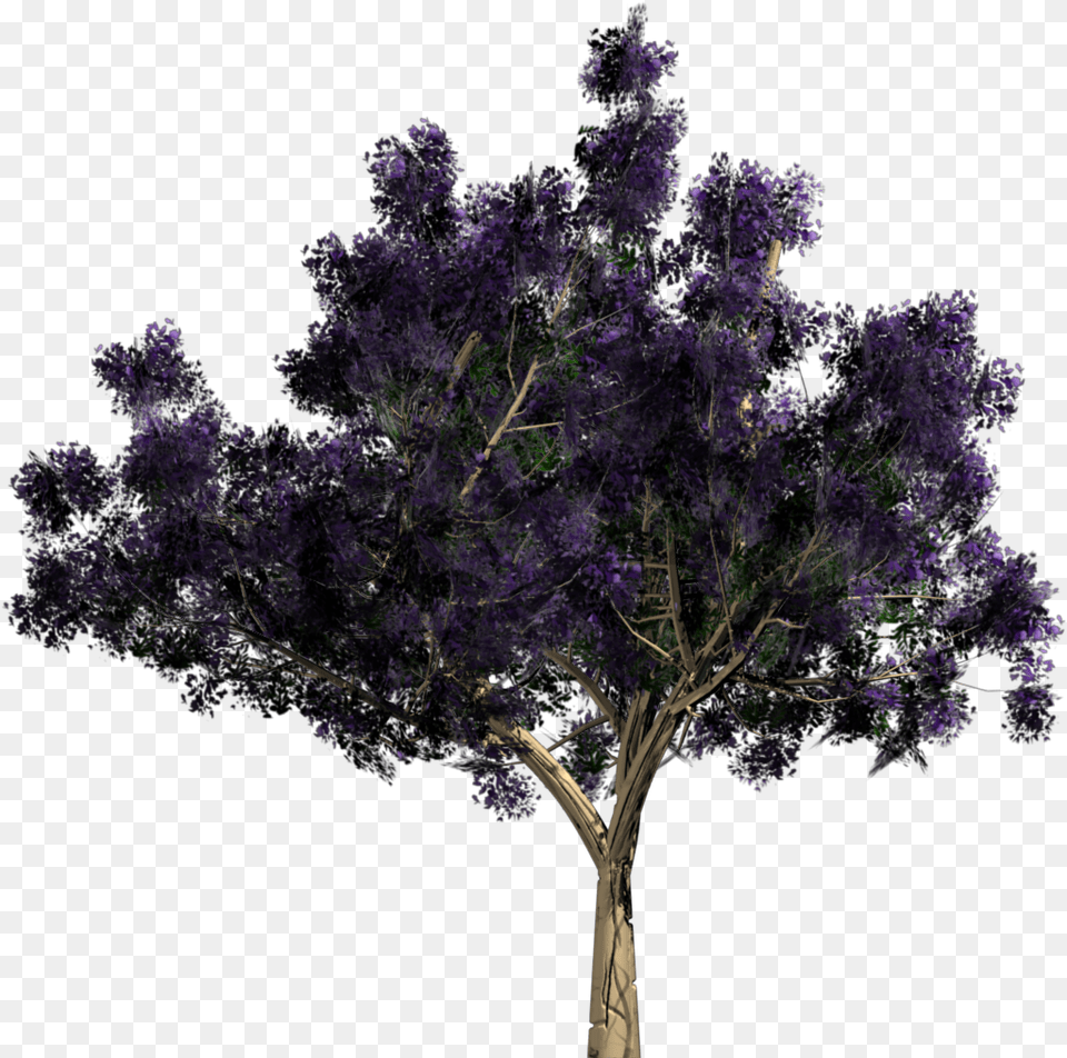 Alpha Texture Jacaranda, Flower, Plant, Tree Free Transparent Png