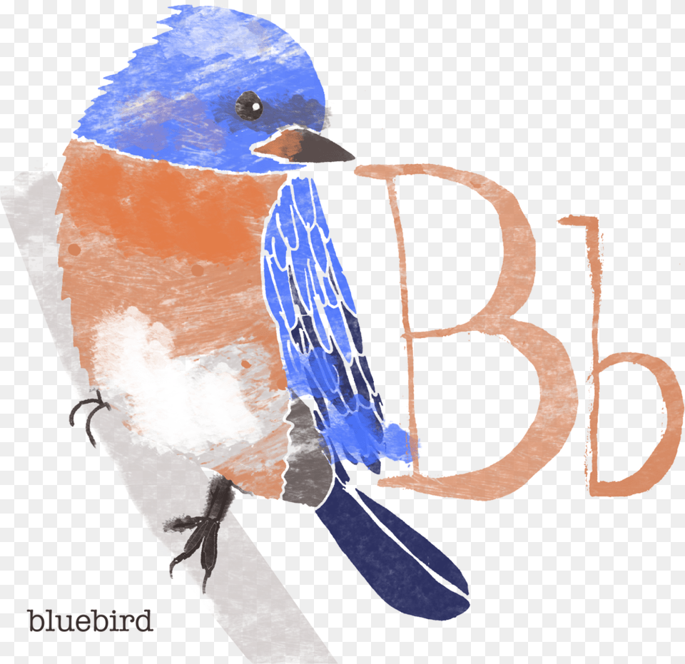 Alphabet Bird Poster Stacy Kathryn Holst Eastern Bluebird, Animal, Jay, Blue Jay, Person Png