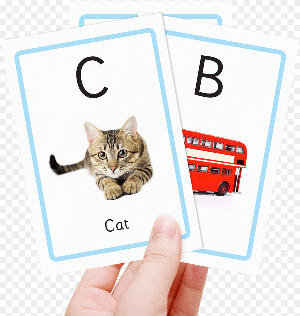 Alphabet Flash Cards Flash Card For Kids Numbers, Mammal, Animal, Pet, Cat Free Transparent Png