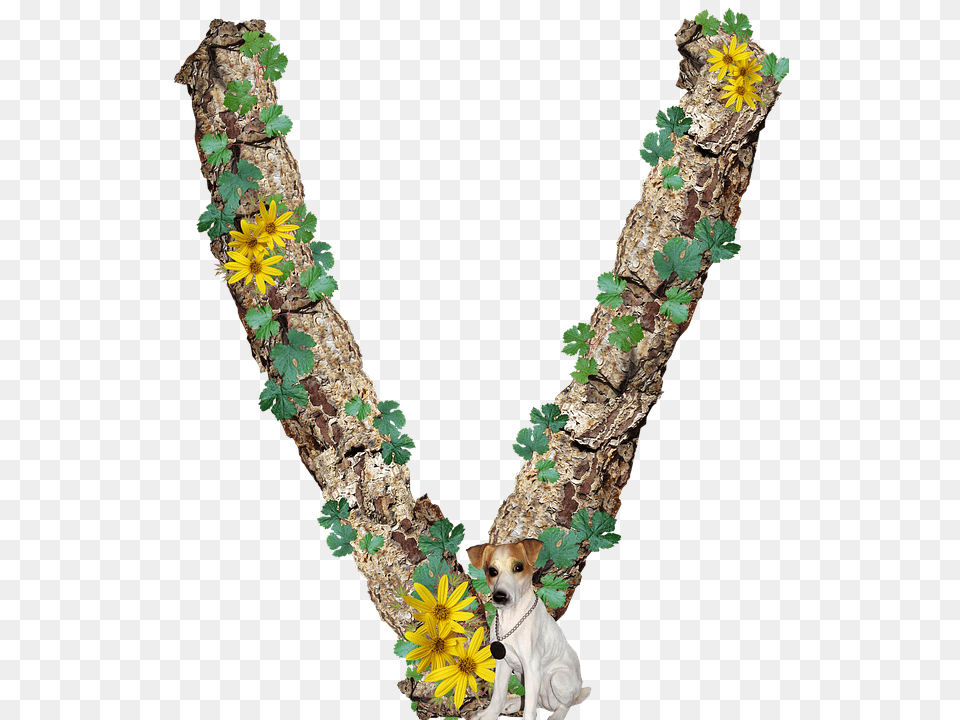 Alphabet Letter V Rustic Timber Bark Necklace, Plant, Flower Arrangement, Flower, Accessories Free Png