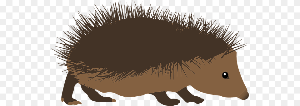 Alphabet Word Images Animal, Hedgehog, Mammal, Porcupine Png
