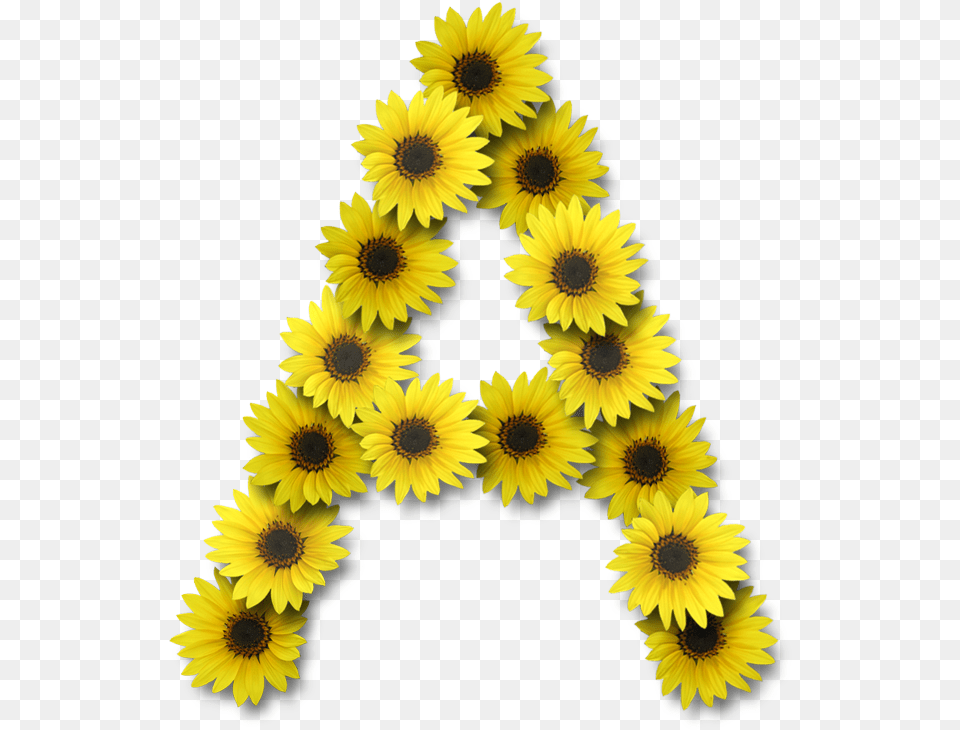 Alphabets Directory, Flower, Plant, Sunflower, Daisy Free Png
