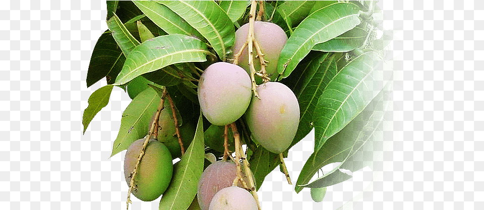 Alphonso Mango Tree Buy, Food, Fruit, Plant, Produce Free Transparent Png