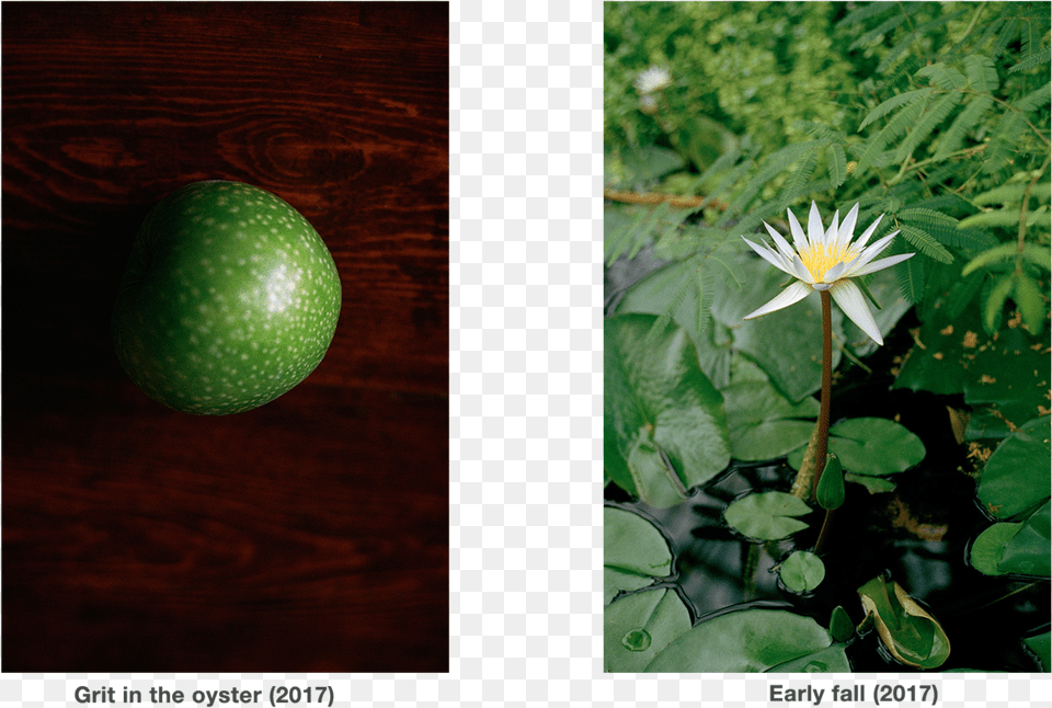 Alpine Aster, Flower, Plant, Apple, Food Png