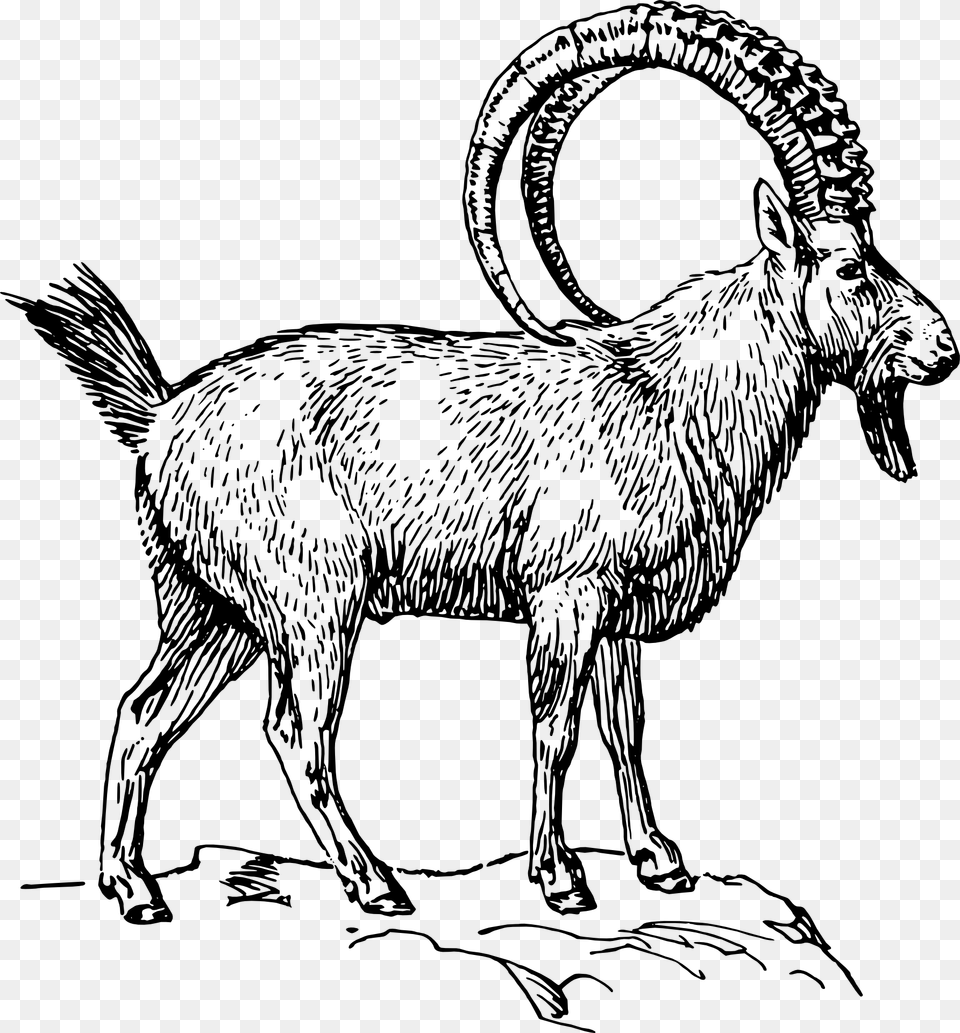 Alpine Ibex Clipart, Animal, Mammal, Goat, Livestock Free Png