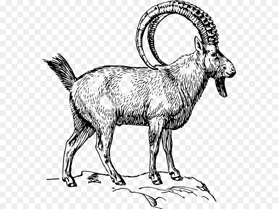 Alpine Ibex Clipart, Gray Free Png