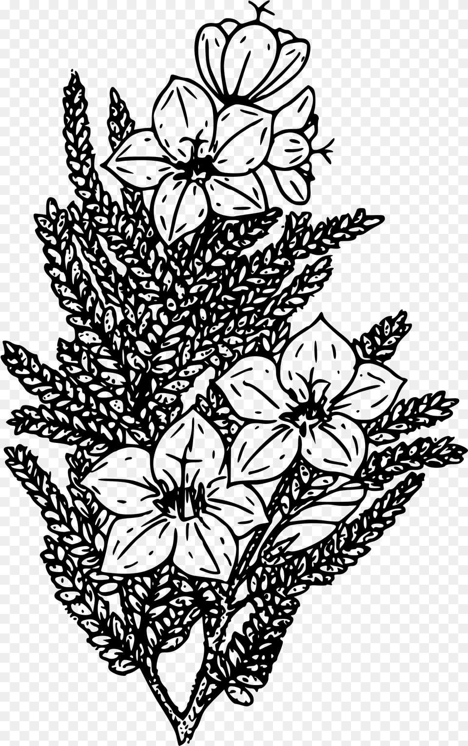 Alpine Skunk Bush Clip Arts Coloring Book, Gray Png