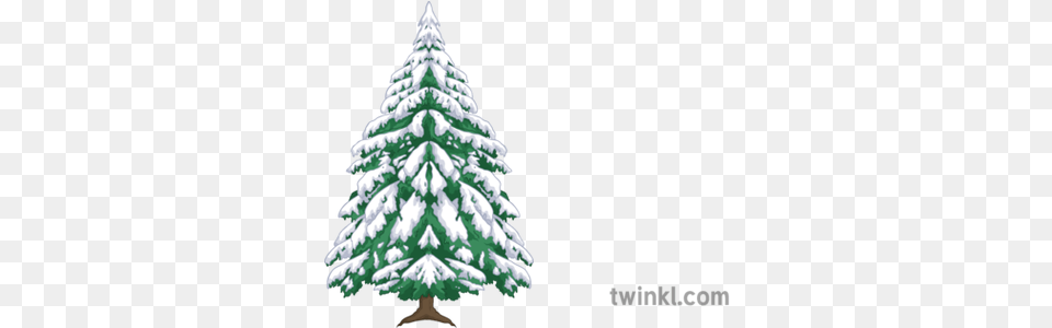 Alpine Tree Maths Snow Winter Secondary Illustration Twinkl Transparent Alpine Tree, Fir, Pine, Plant, Christmas Png Image
