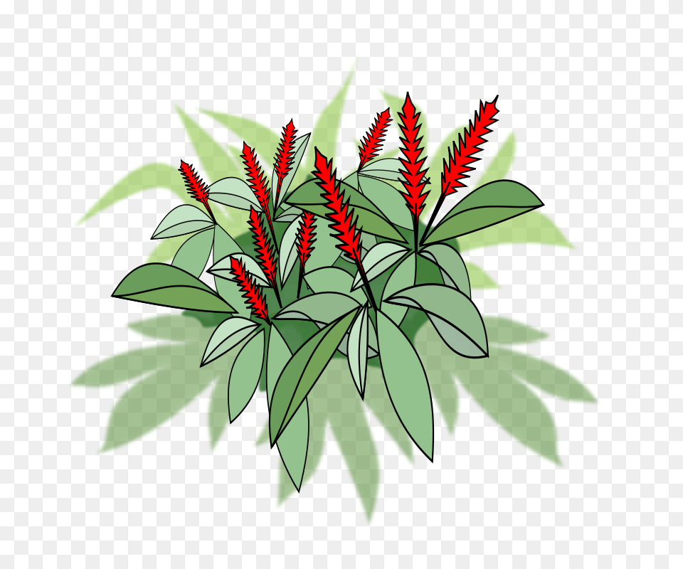 Alpinia Purpurata, Flower, Green, Leaf, Plant Free Transparent Png