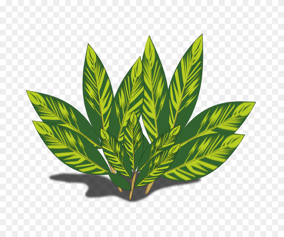 Alpinia Variegata, Green, Herbal, Herbs, Leaf Free Png