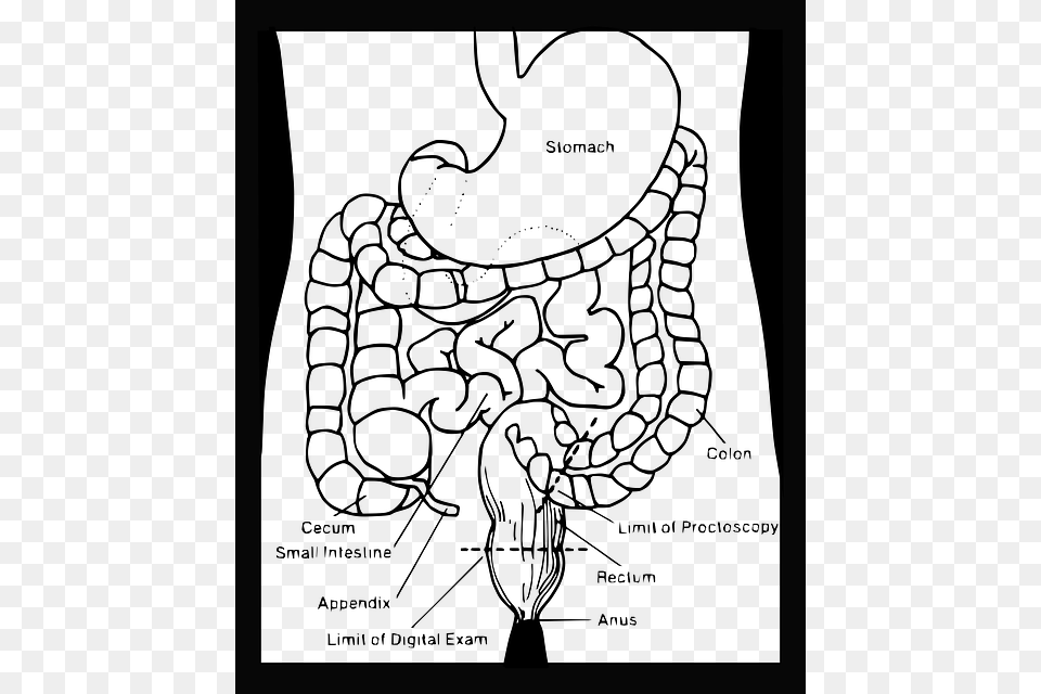 Also Call The Large Intestine The Colon Is The Last Cartoon Drawing Of Digestive System, Gray Free Png Download