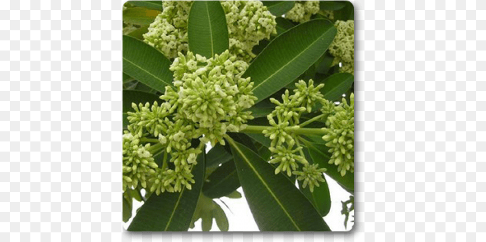 Alstonia Scholaris Uses, Leaf, Plant, Tree, Bud Free Png