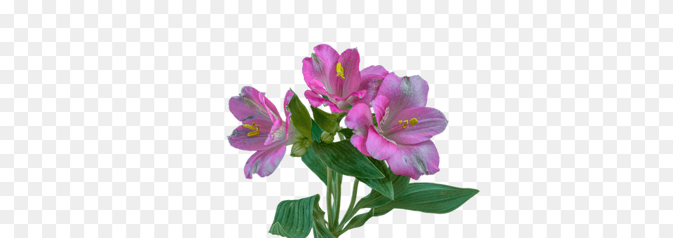 Alstroemeria Anther, Flower, Geranium, Plant Free Png Download