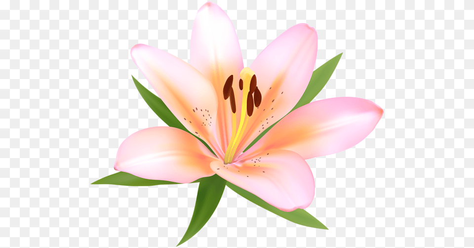 Alstroemeria Deco Flower Clip Art Gallery, Anther, Lily, Plant, Petal Free Png Download