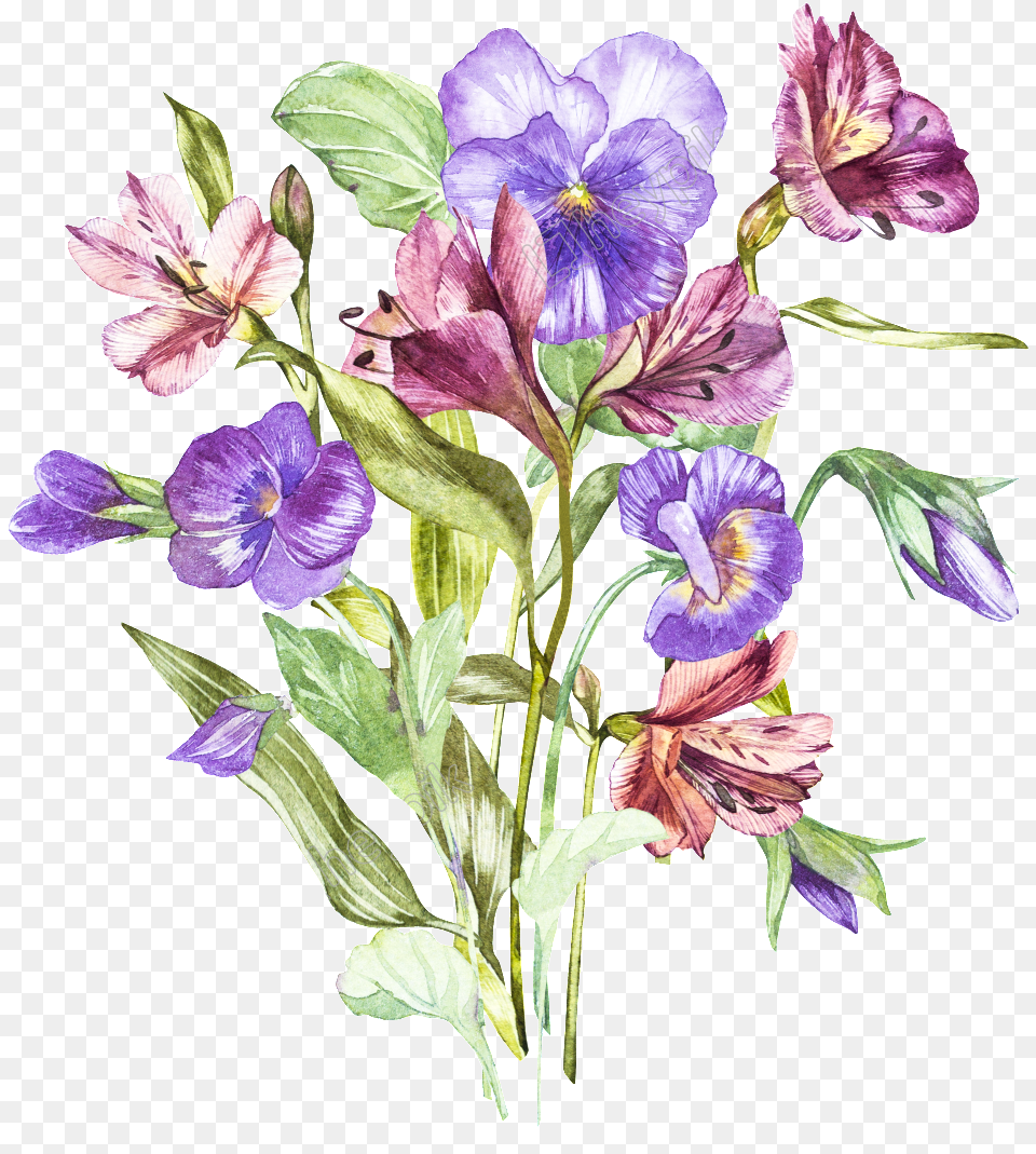 Alstroemeria Flower Drawing, Acanthaceae, Geranium, Plant, Iris Free Transparent Png