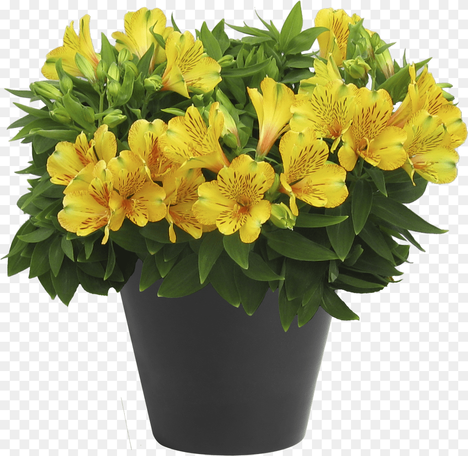 Alstroemeria Inca Gold Rush Peruvian Lily, Drum, Percussion, Musical Instrument, Winter Free Transparent Png